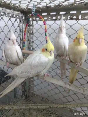 Photo - Two Master Pair Cockatiel With Egg