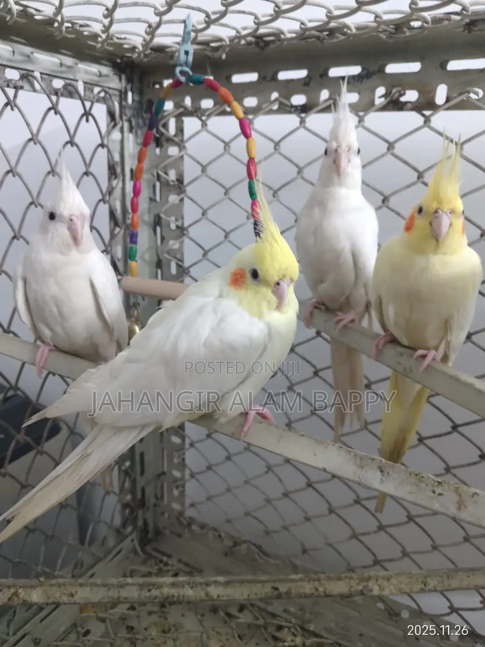 Two Master Pair Cockatiel With Egg