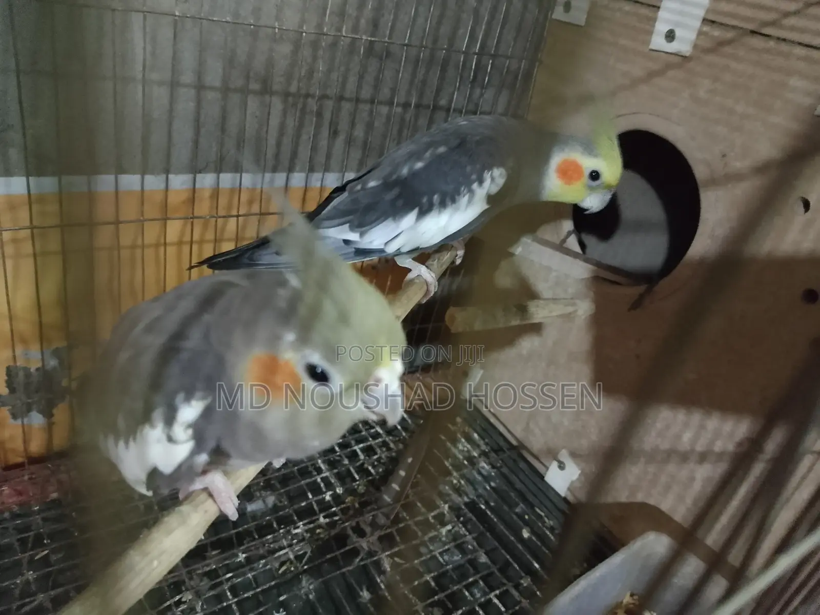 কোকাটেল পাখি