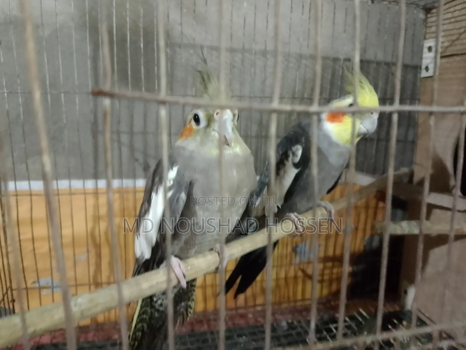 কোকাটেল পাখি