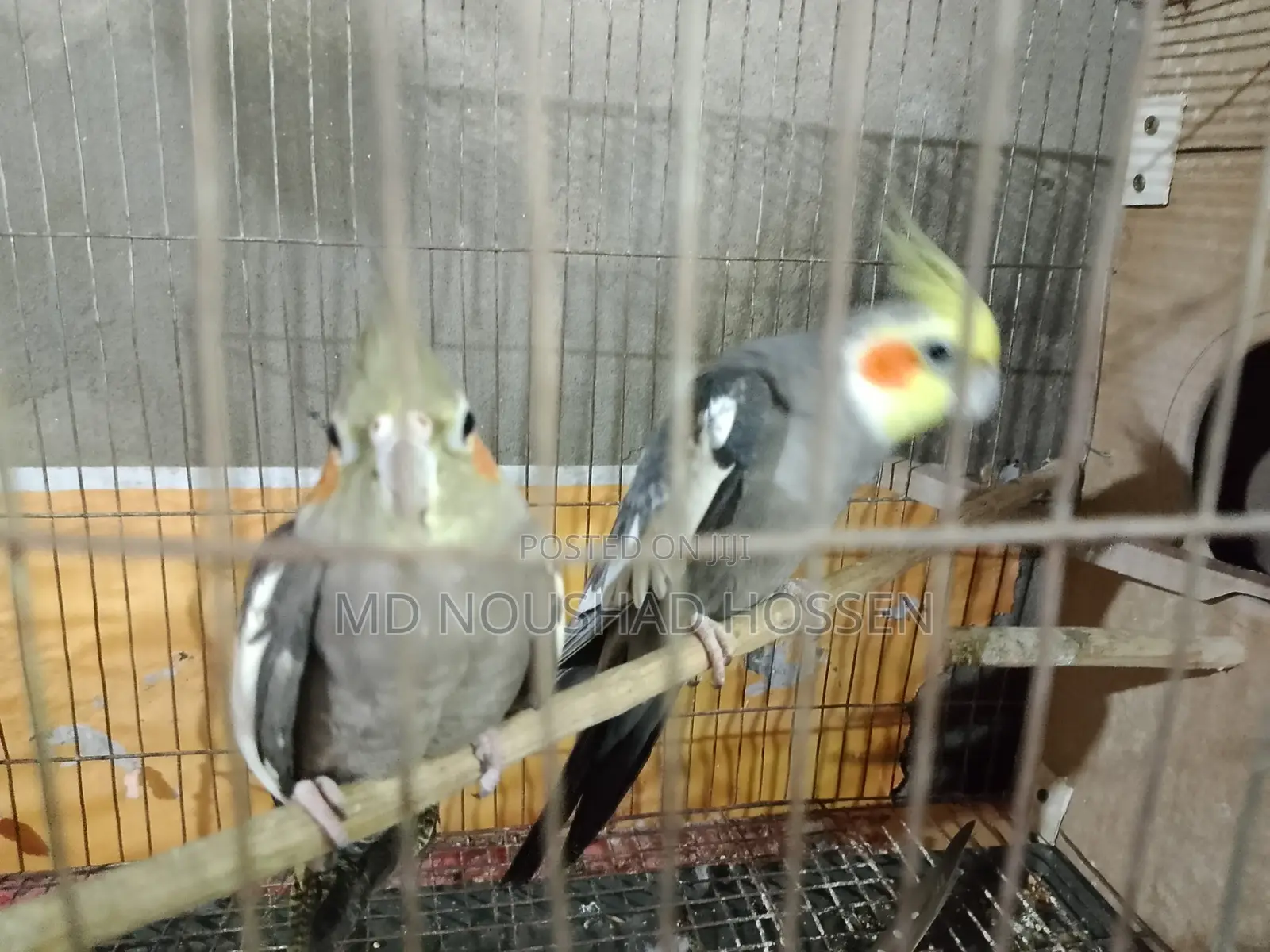 কোকাটেল পাখি