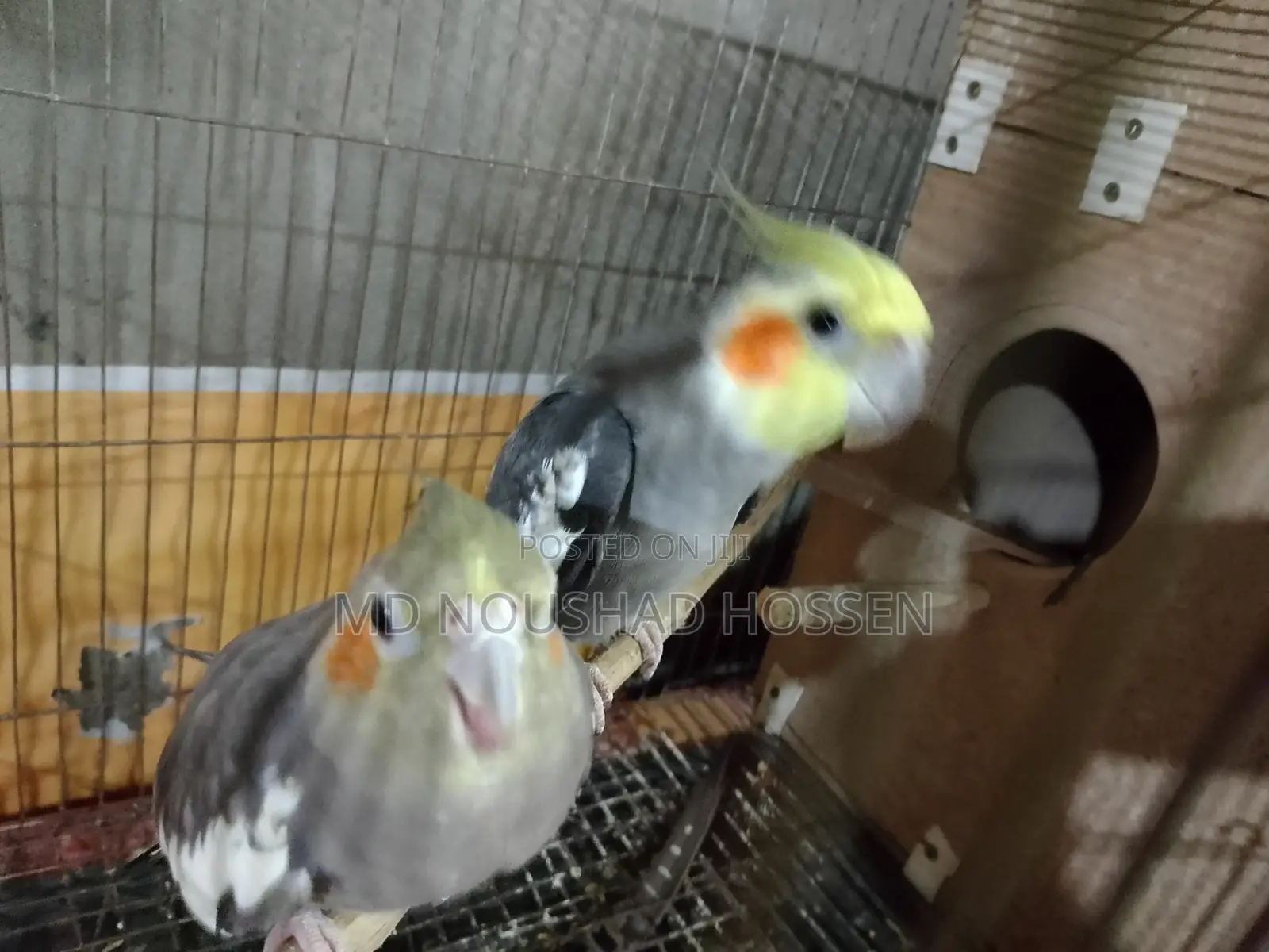 কোকাটেল পাখি