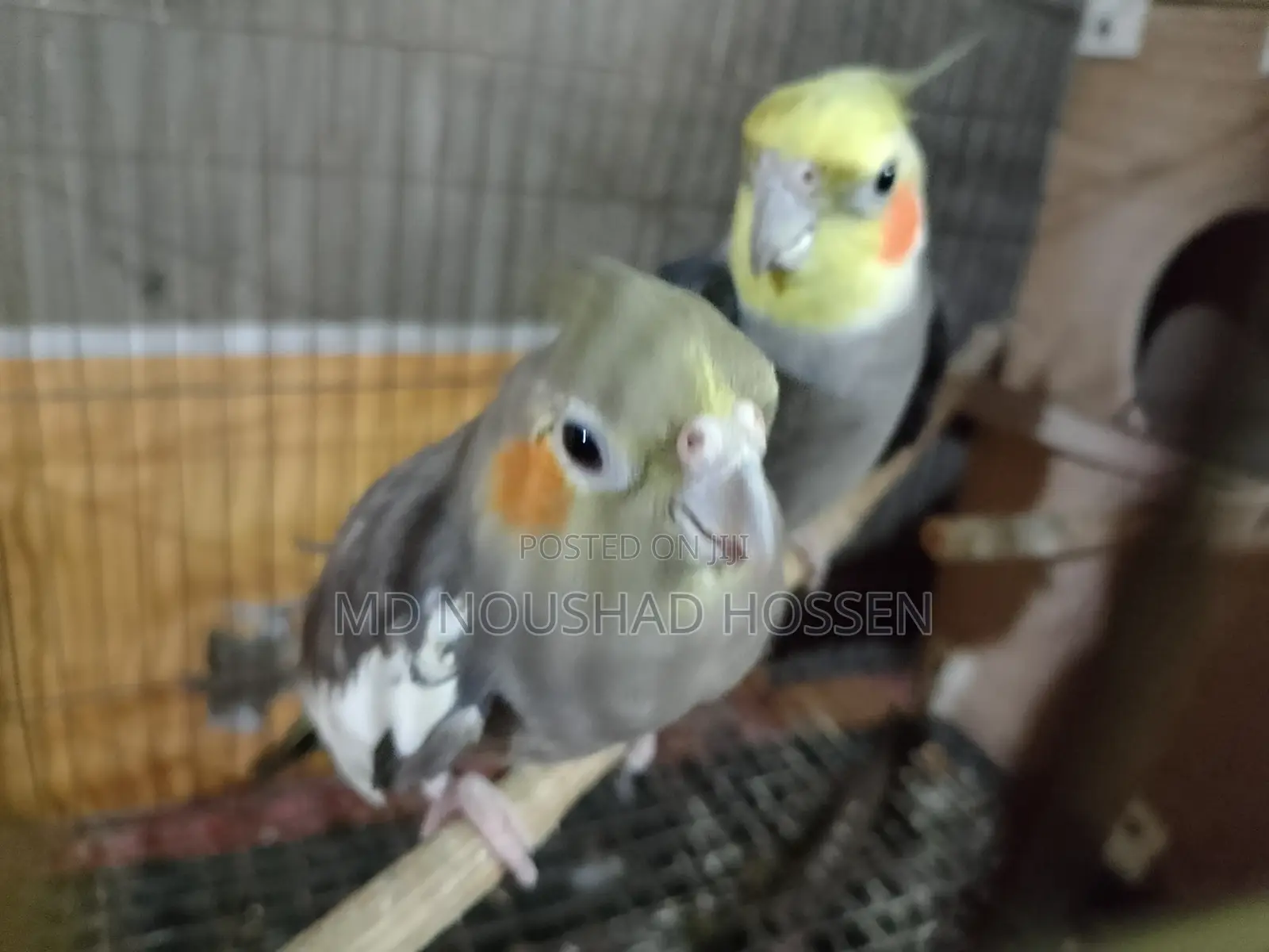 কোকাটেল পাখি