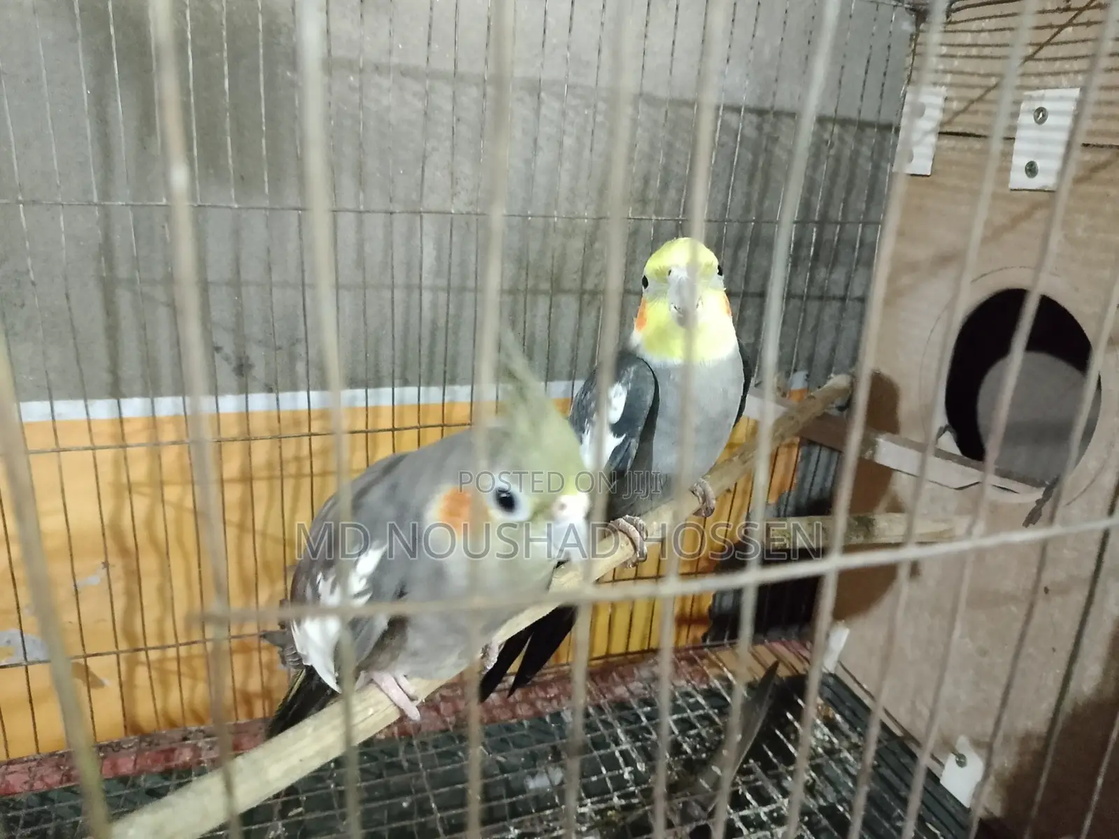 কোকাটেল পাখি