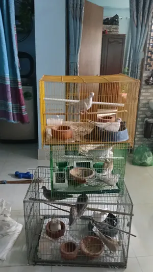 Photo - অস্ট্রেলিয়ান ঘুঘু বিক্রি হবে।