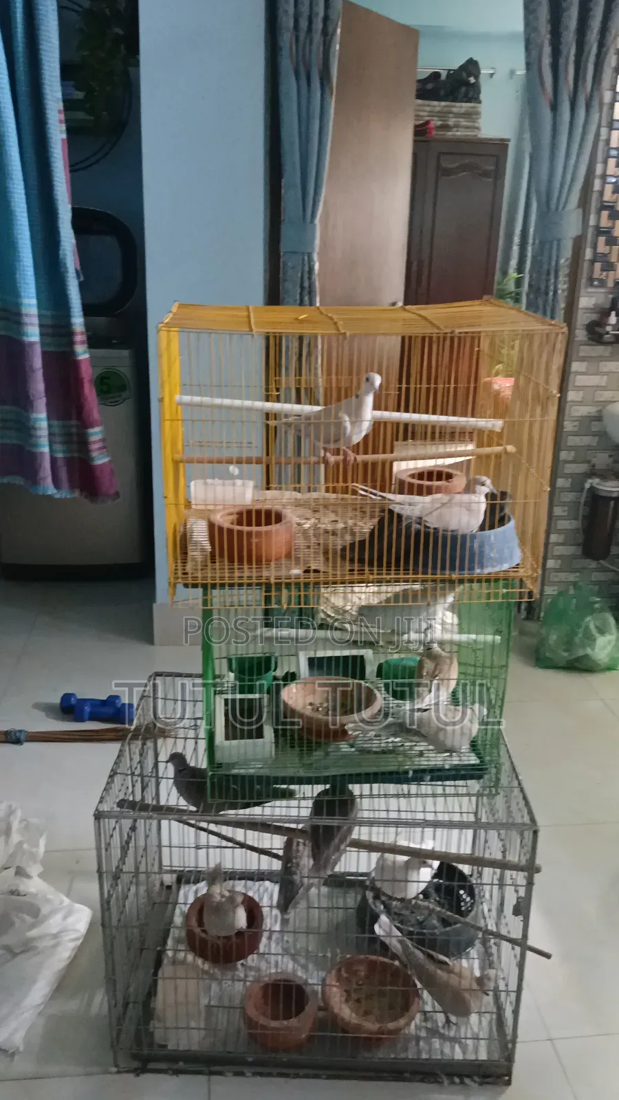 অস্ট্রেলিয়ান ঘুঘু বিক্রি হবে।