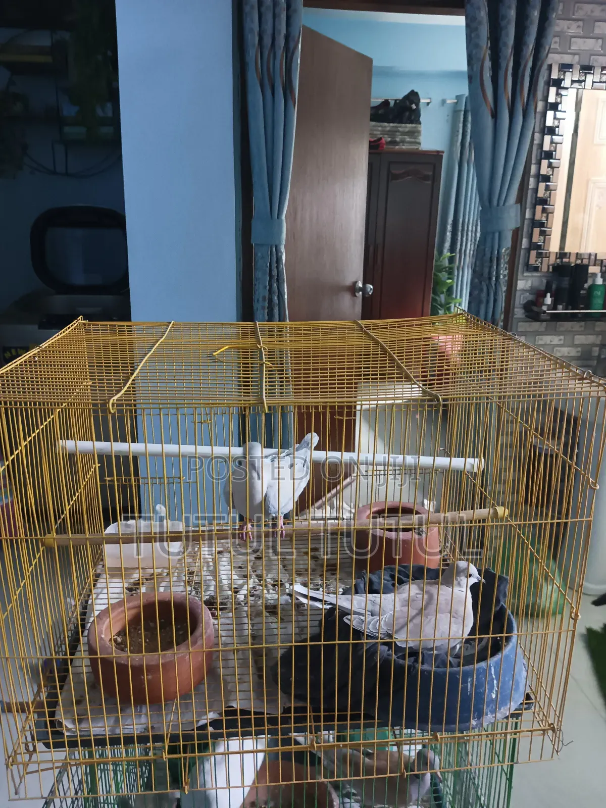 অস্ট্রেলিয়ান ঘুঘু বিক্রি হবে।