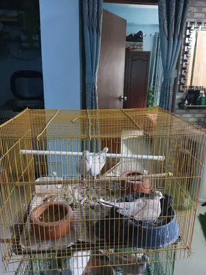 অস্ট্রেলিয়ান ঘুঘু বিক্রি হবে।