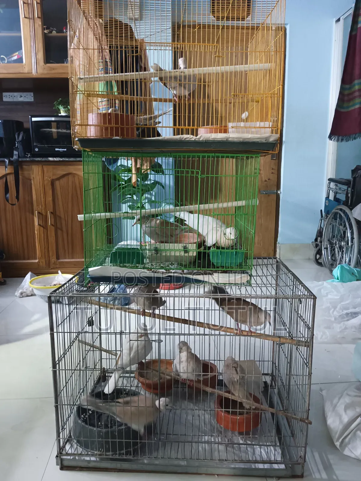 অস্ট্রেলিয়ান ঘুঘু বিক্রি হবে।