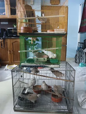 অস্ট্রেলিয়ান ঘুঘু বিক্রি হবে।