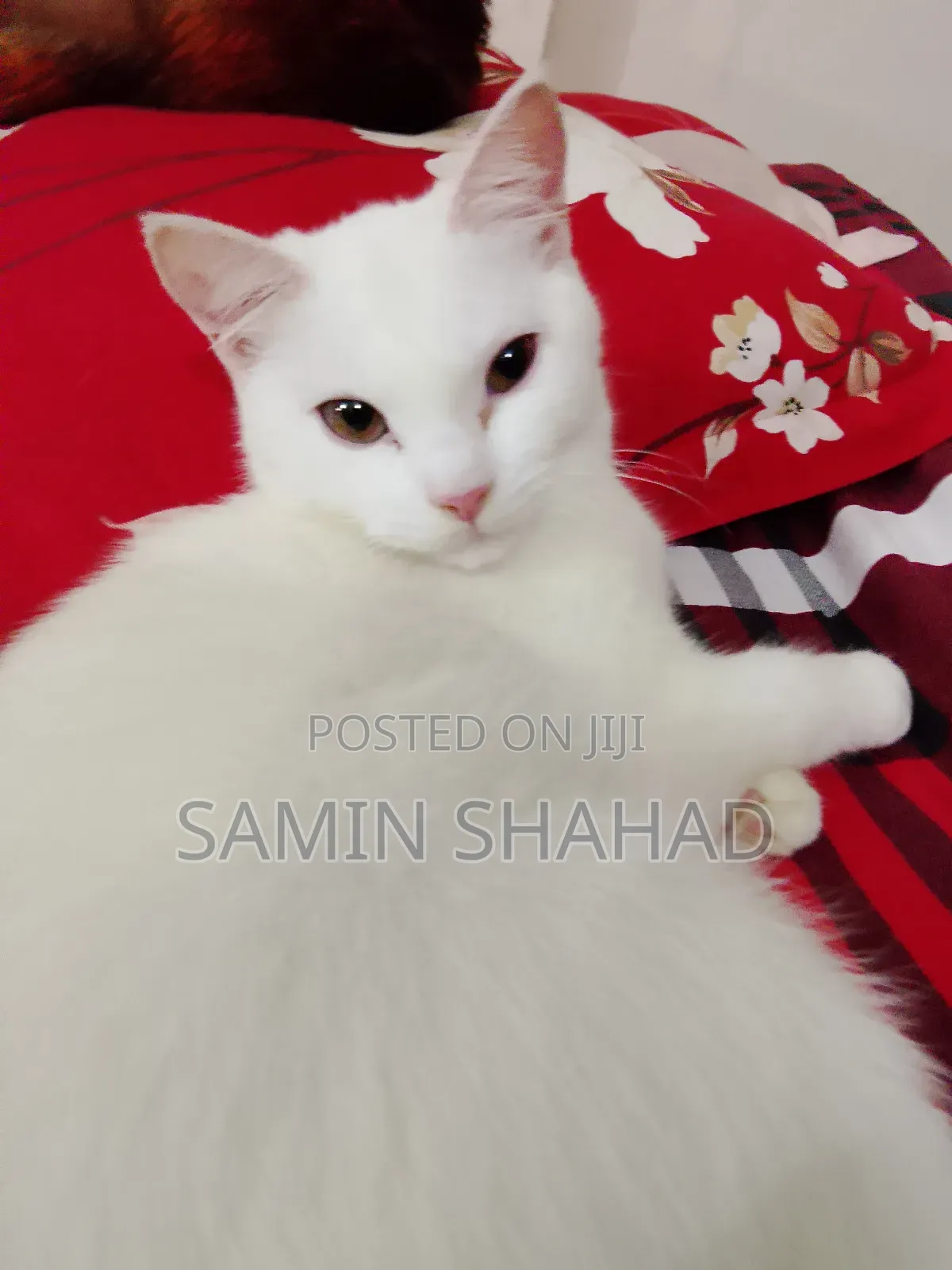 6-12 Months Female Mixed Breed Persian