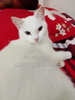 6-12 Months Female Mixed Breed Persian