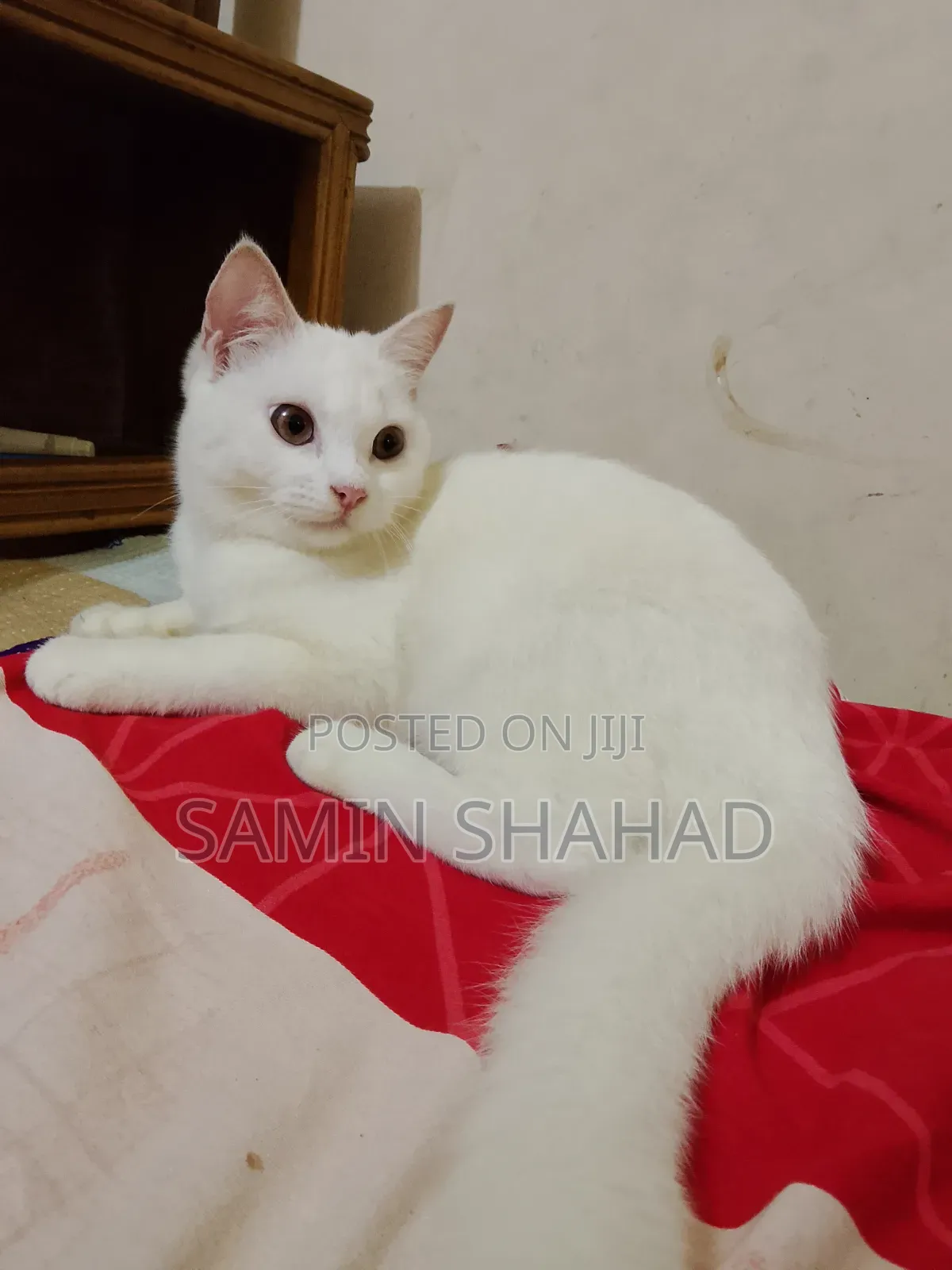 6-12 Months Female Mixed Breed Persian