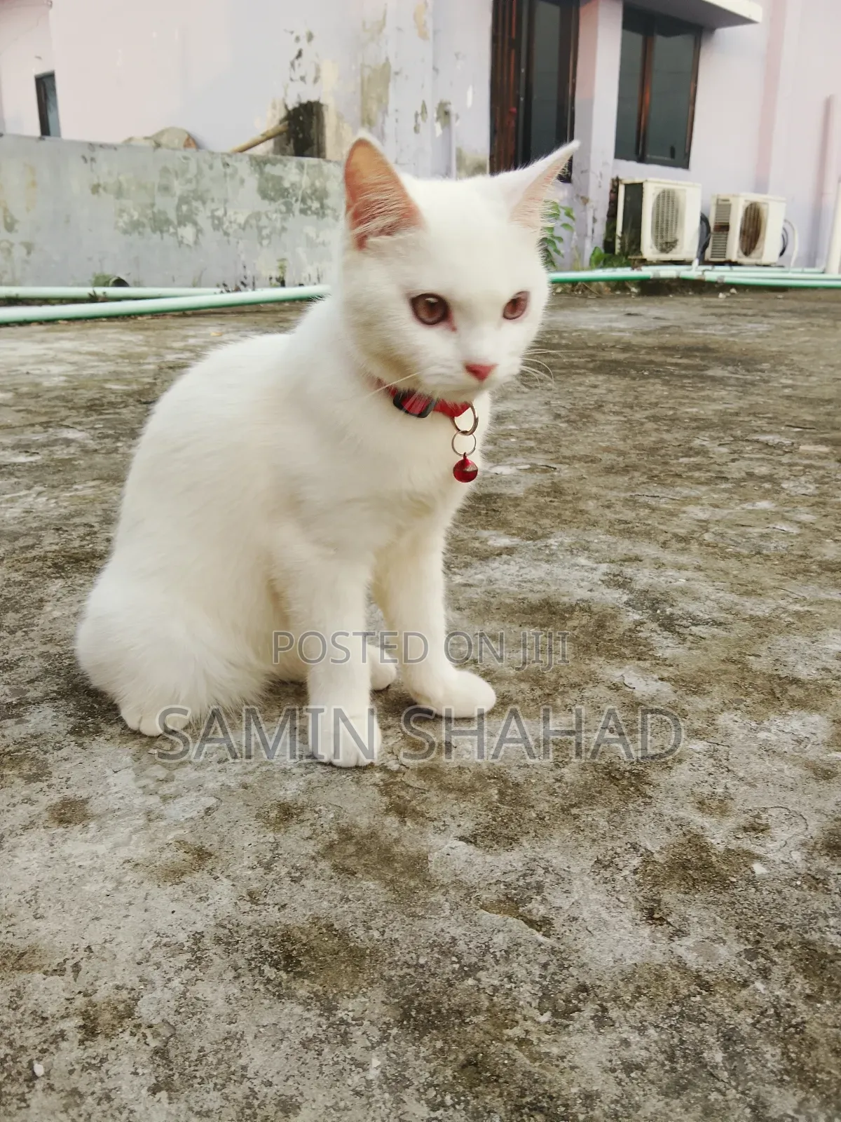 6-12 Months Female Mixed Breed Persian