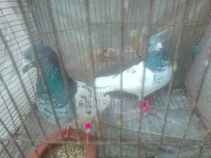 একজোড়া গিরিবাজ কবুতর বিক্রি করা হবে সবুজ গোলা