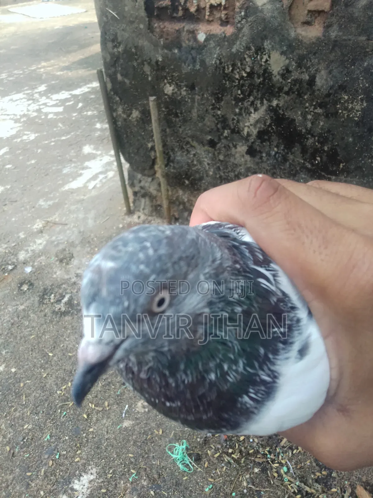 একজোড়া গিরিবাজ কবুতর বিক্রি করা হবে সবুজ গোলা