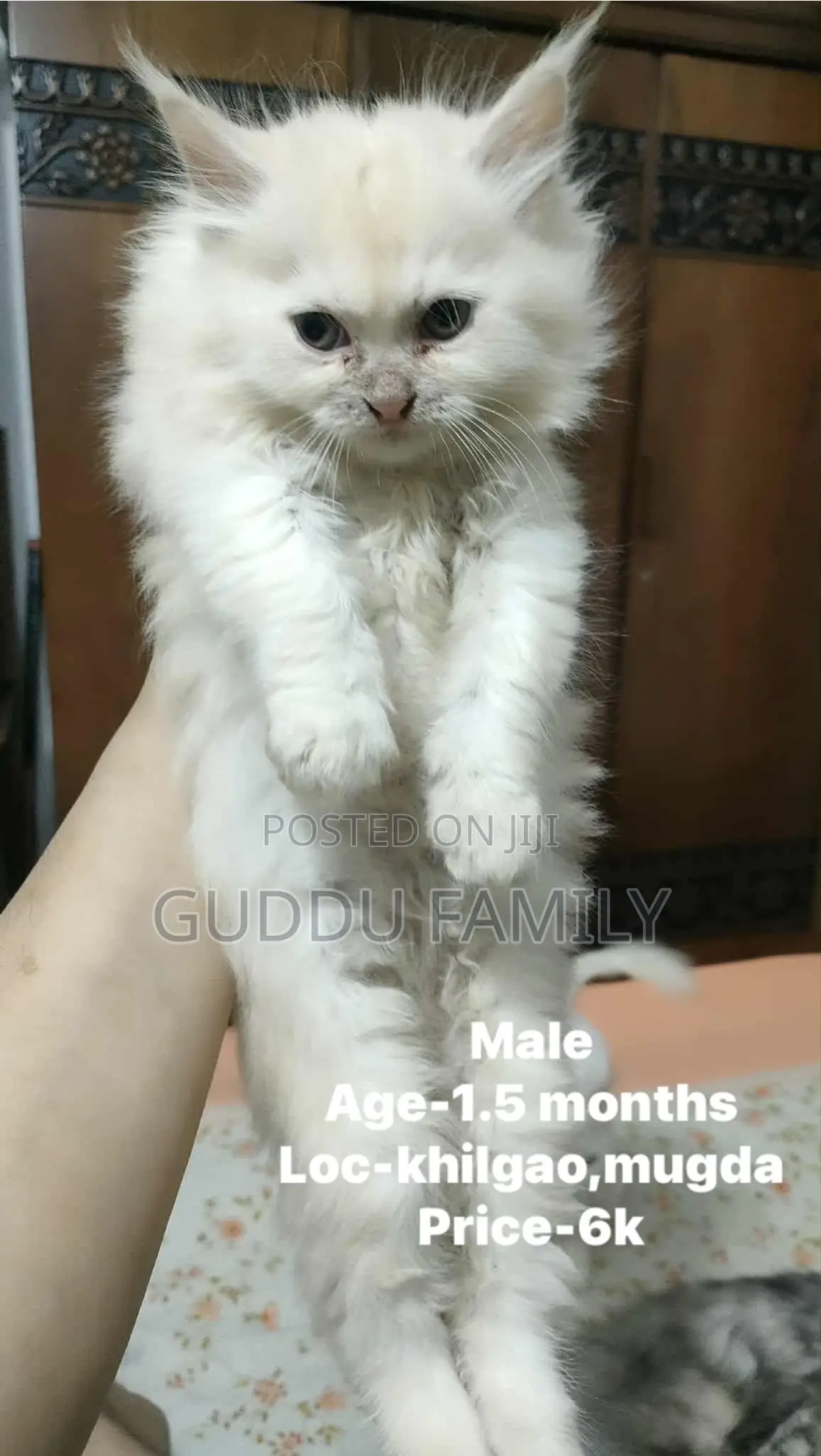 1-3 Months Male Purebred Persian