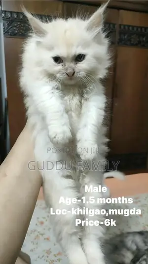 Photo - 1-3 Months Male Purebred Persian