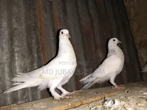 Photo - গিরিবাজ বাচ্চা