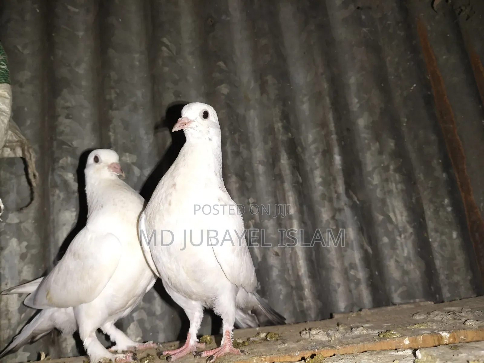 গিরিবাজ বাচ্চা