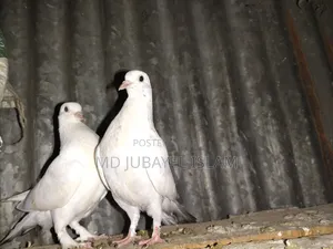 গিরিবাজ বাচ্চা