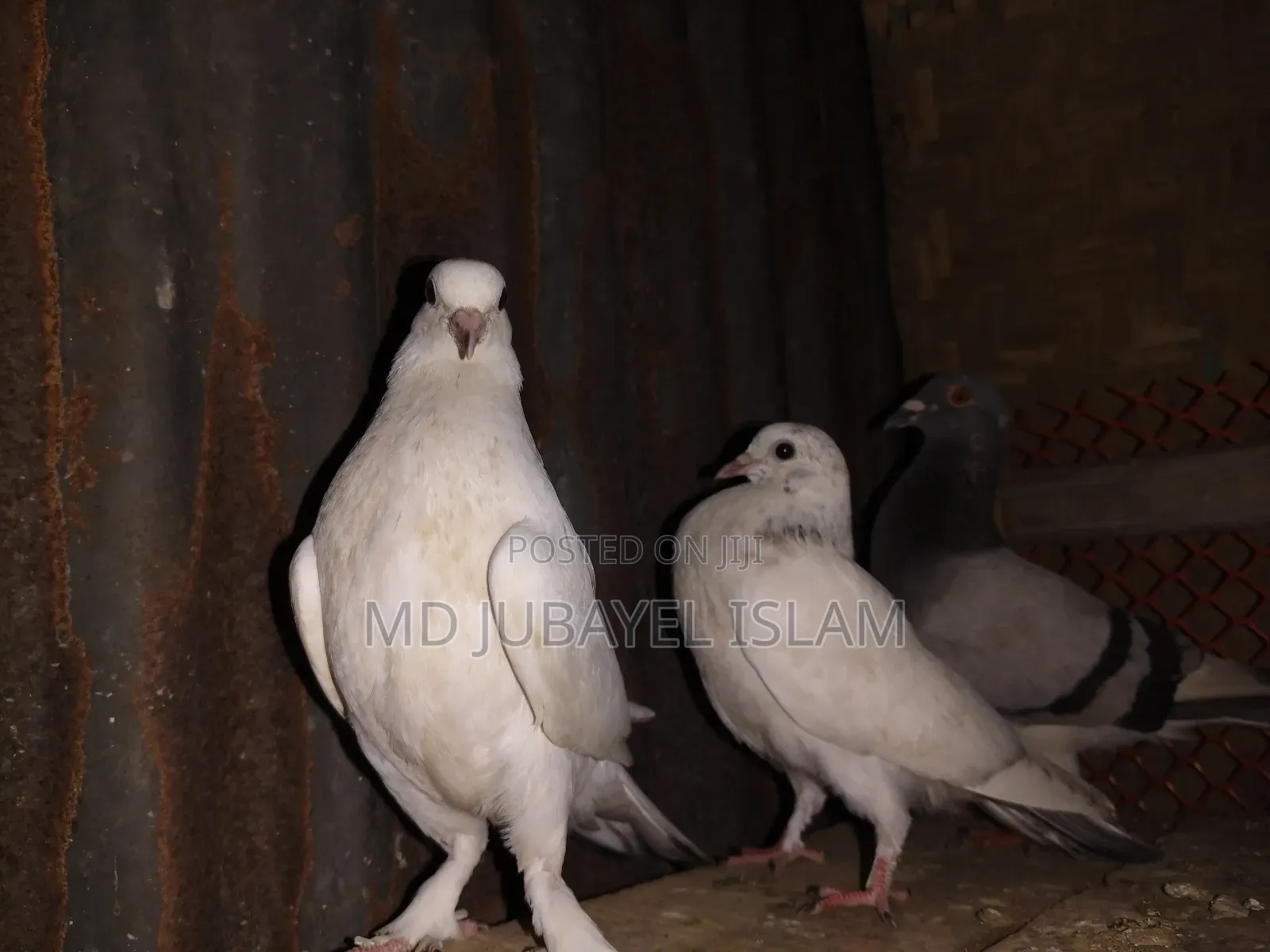 গিরিবাজ বাচ্চা