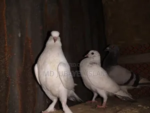 গিরিবাজ বাচ্চা