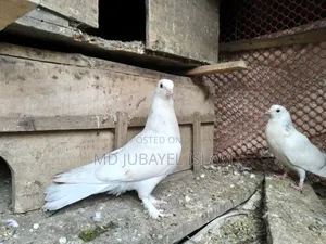 গিরিবাজ বাচ্চা