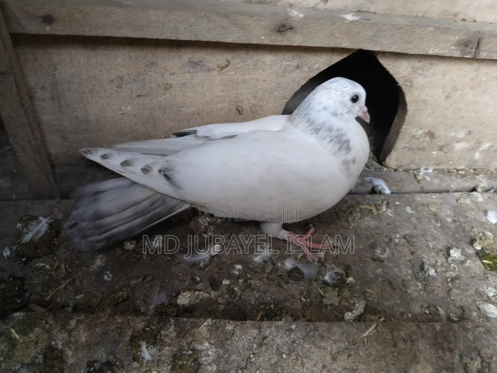 গিরিবাজ বাচ্চা