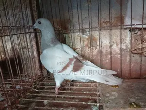 Photo - মিলি রেসার মাদি বাচ্চা BRPFC ক্লাবের টেগ পরনো২০২২,