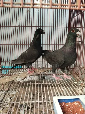 Photo - এক জোড়া বিউটি হোমা কবুতর ফুল অ্যাডাল্ট ডিম বাচ্চা করা