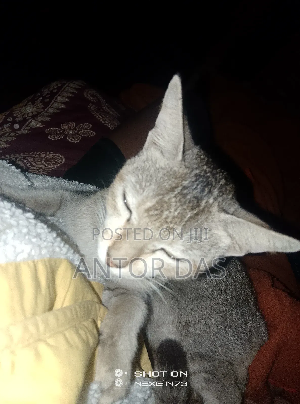 এটা খুব সুন্দর একটা বিড়াল দাম মাত্র 200টাকা