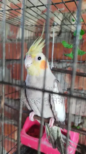 Photo - Cokatel Bird