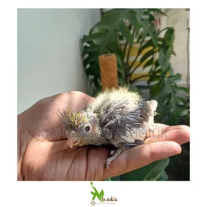 Photo - Tame Size Cockatiel Baby