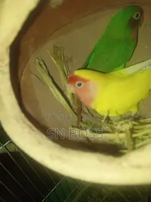 Photo - Running Pair