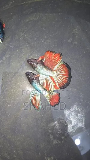 Photo - Betta Fish Halfmoon