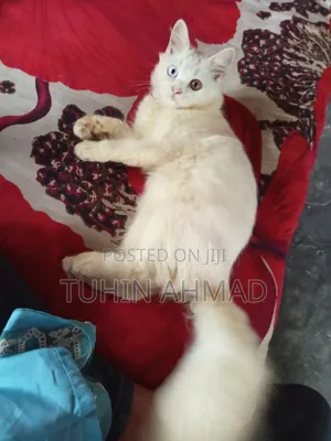 Photo - 3-6 Months Male Mixed Breed Turkish Angora