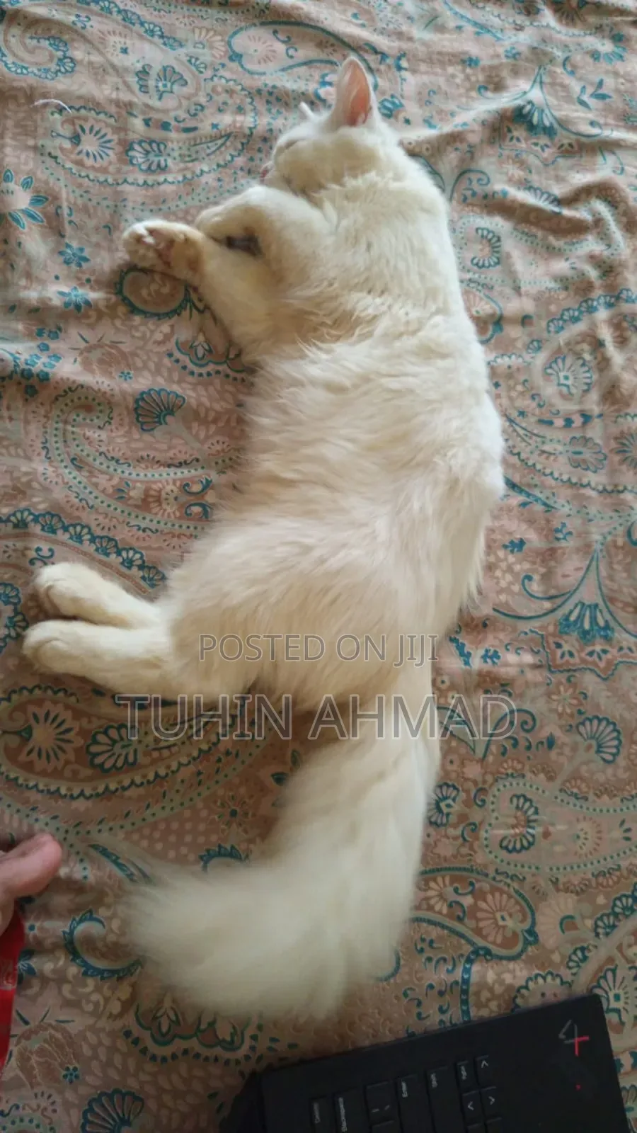 3-6 Months Male Mixed Breed Turkish Angora