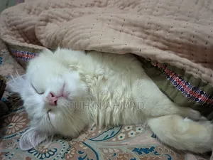 3-6 Months Male Mixed Breed Turkish Angora