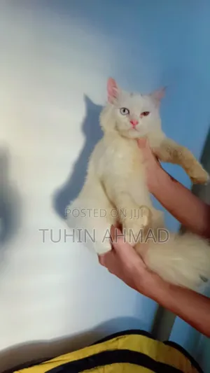 3-6 Months Male Mixed Breed Turkish Angora