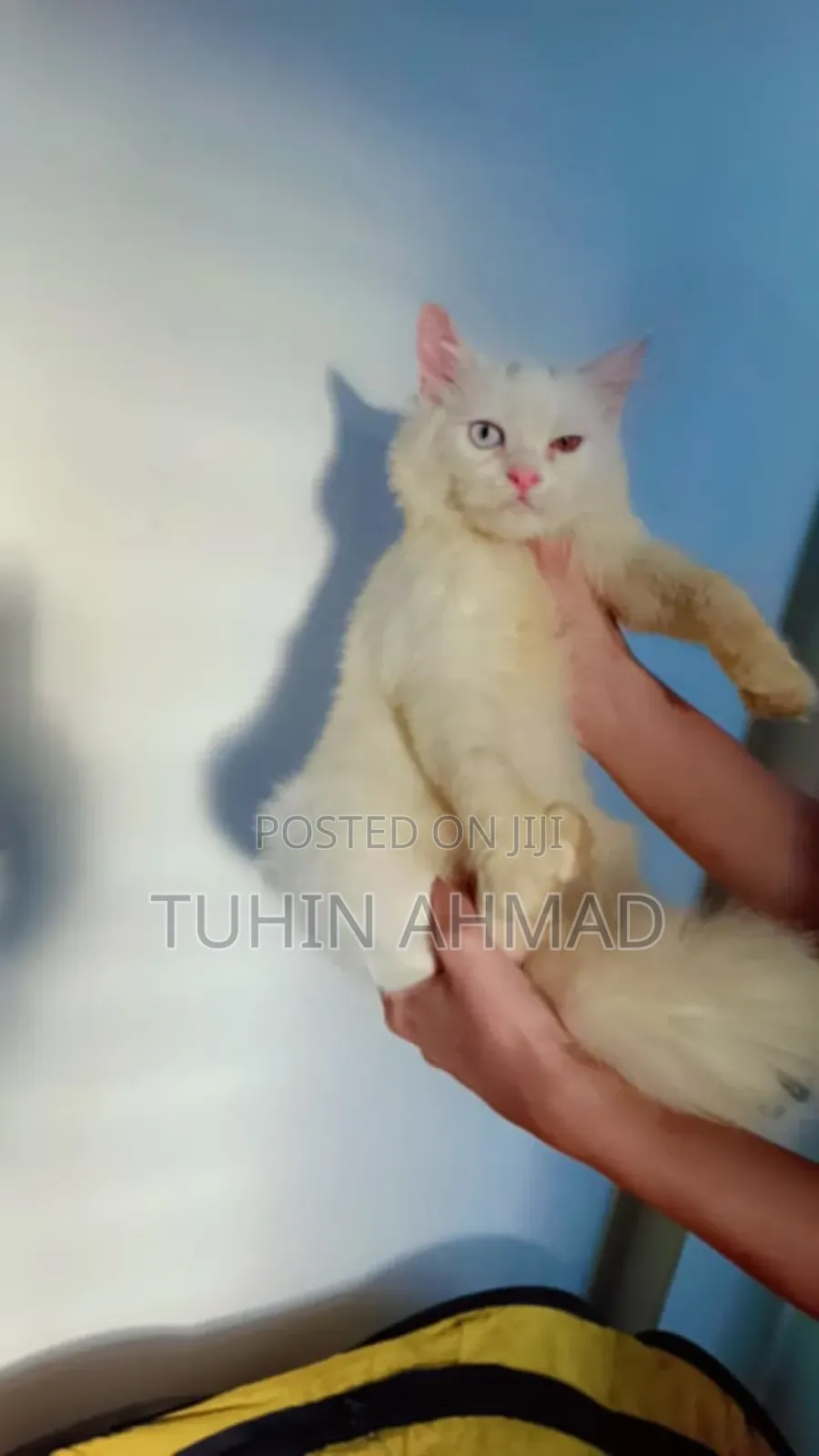 3-6 Months Male Mixed Breed Turkish Angora