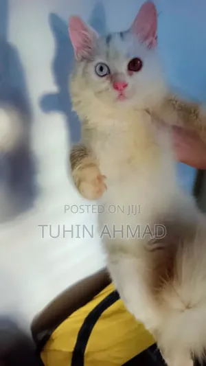 3-6 Months Male Mixed Breed Turkish Angora