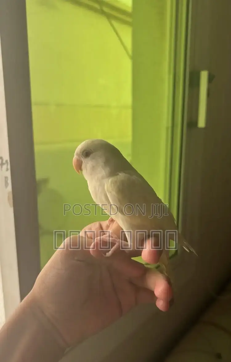 আমি একটি বাচ্চা লাববাড বা ককাটিয়েল কিনতে চাই।