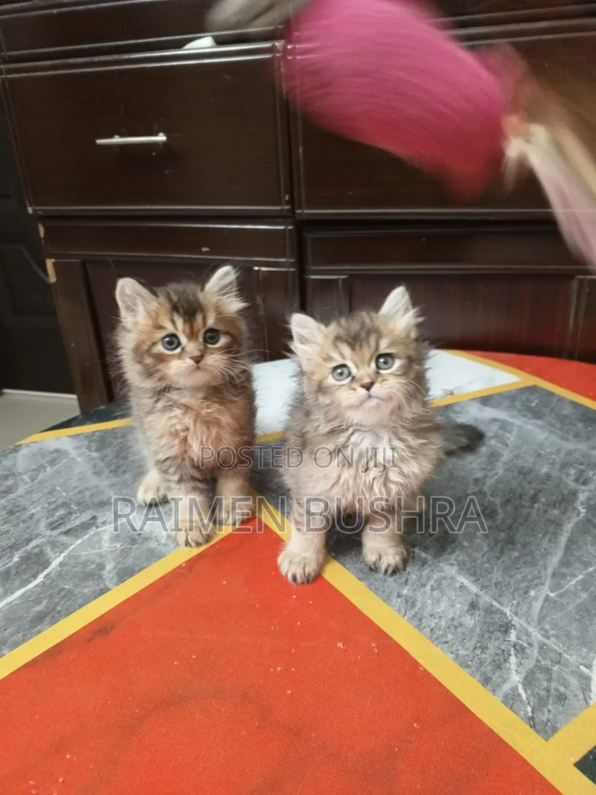 1-3 Months Male Purebred Persian