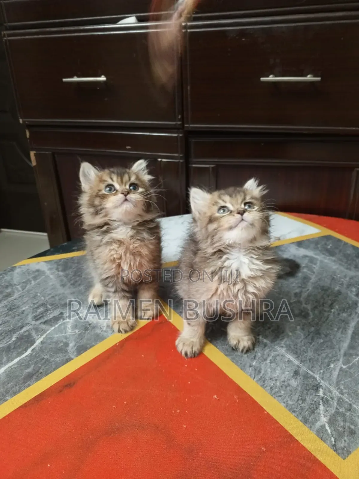 1-3 Months Male Purebred Persian