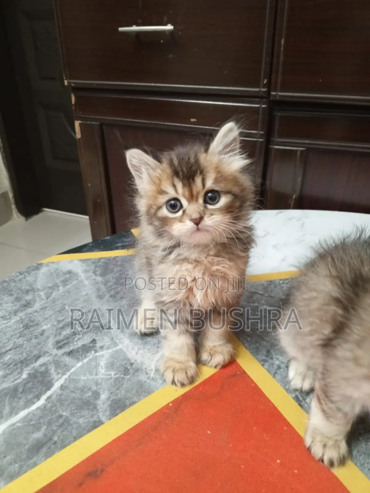 1-3 Months Male Purebred Persian