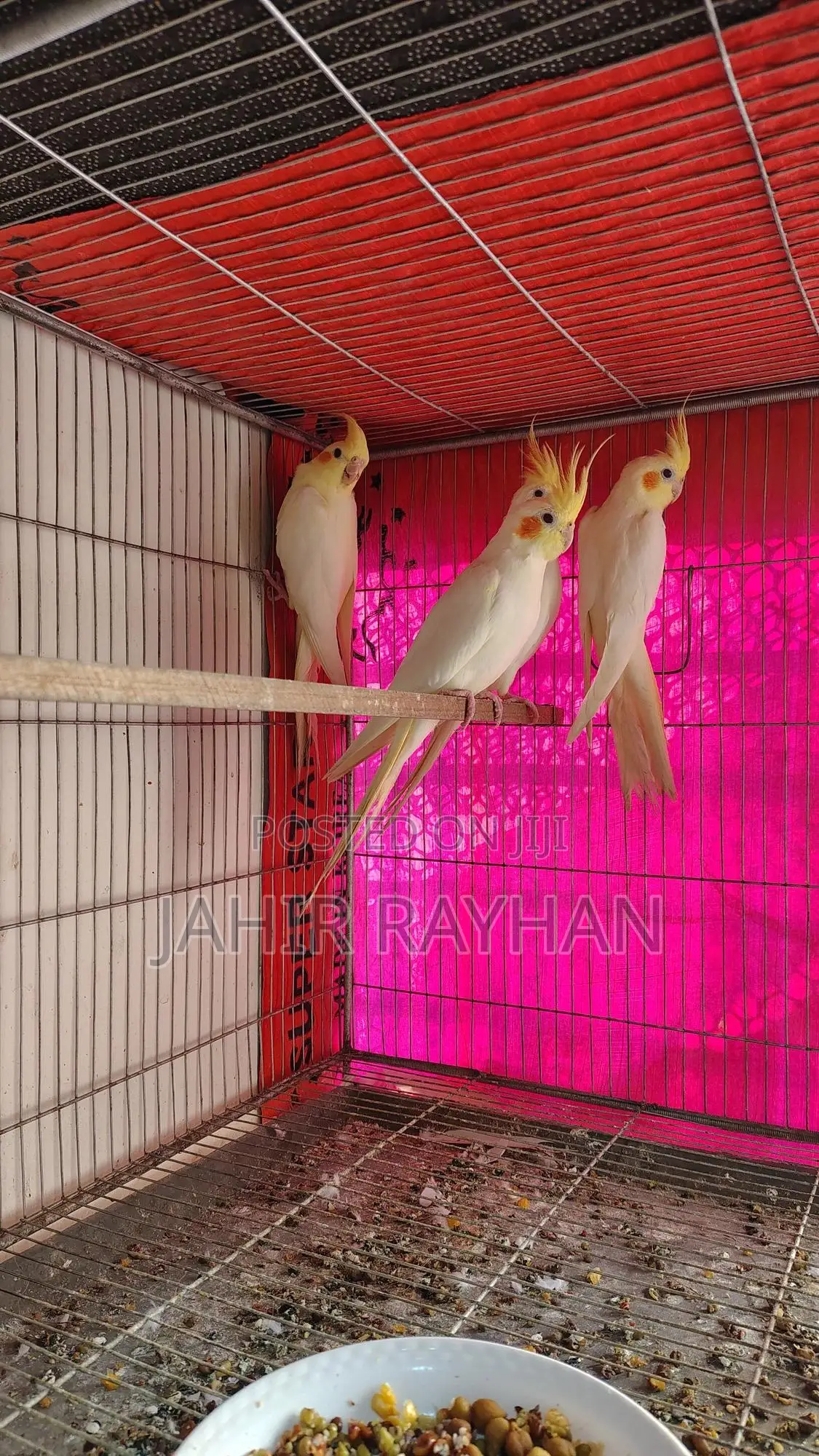 লুটিনো ককাটেল বিক্রি হবে