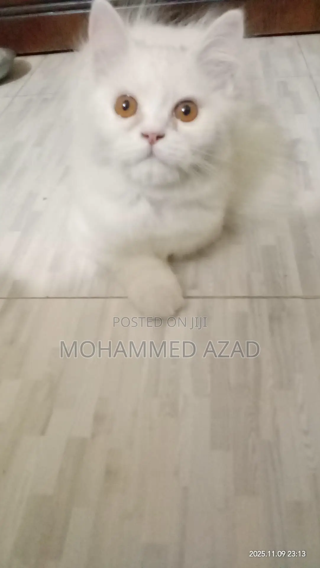 3-6 Months Male Purebred Persian