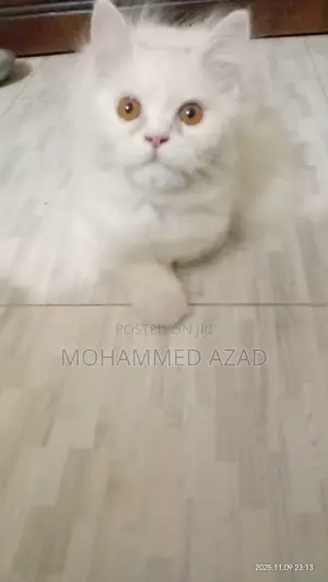 Photo - 3-6 Months Male Purebred Persian