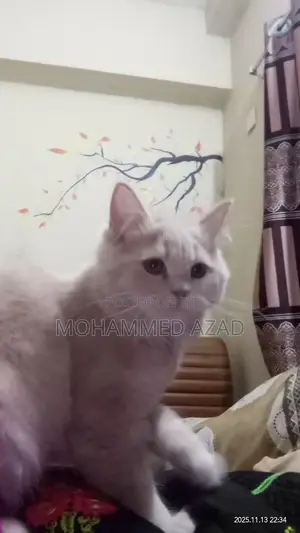 3-6 Months Male Purebred Persian